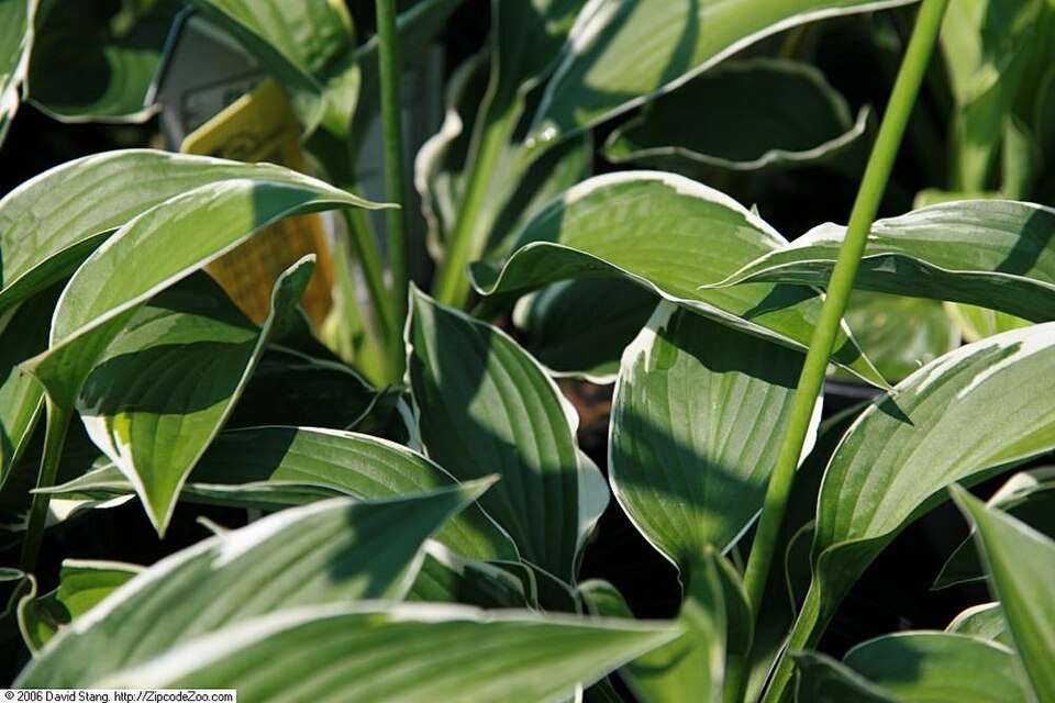 Hosta 'Francee' (Francee Hosta) (alternate view 5)