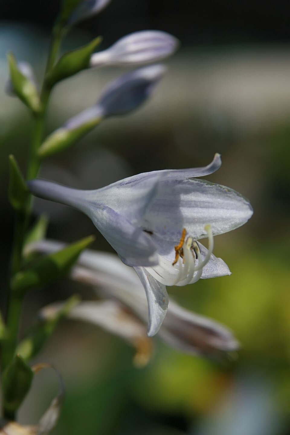 Hosta × 'Liberty' (Liberty Hosta) (alternate view 3)