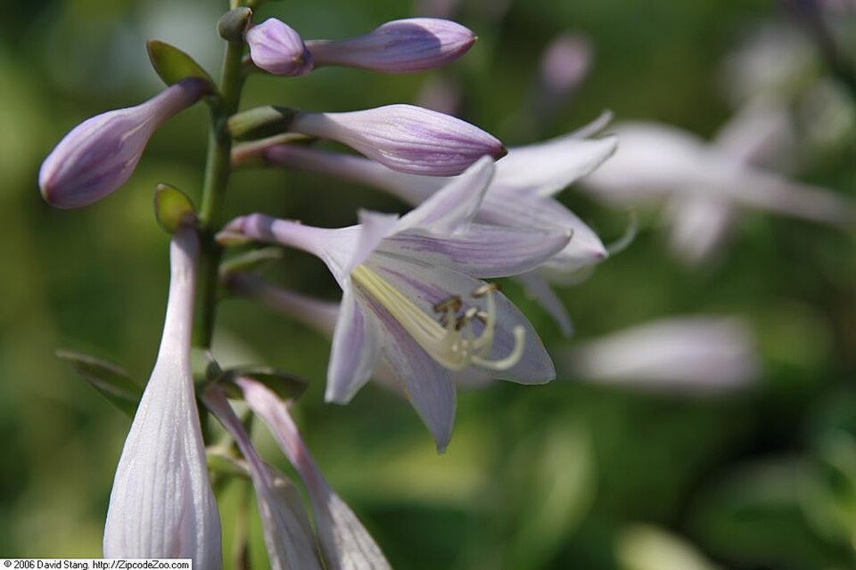 Hosta 'Patriot' (Patriot Hosta)