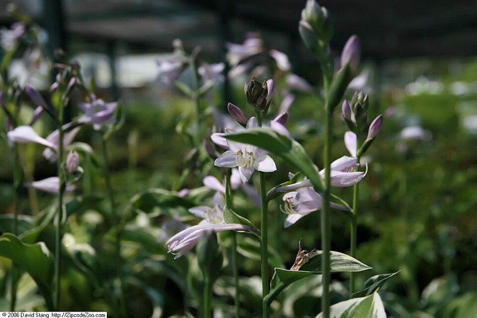 Hosta 'Patriot' (Patriot Hosta) (alternate view 2)