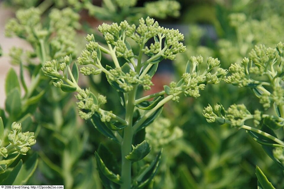 Sedum × 'Autumn Fire' (Autumn Fire Stonecrop) (alternate view 2)