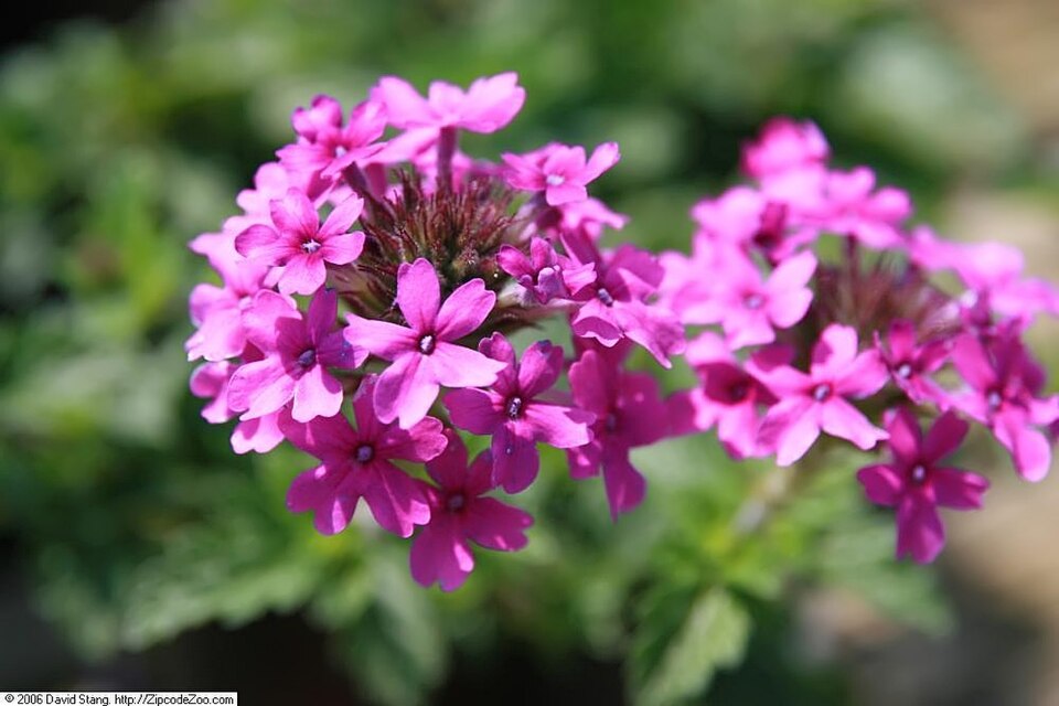 Verbena canadensis 'Homestead Purple' (Verbena Purple Homestead) (alternate view 5)