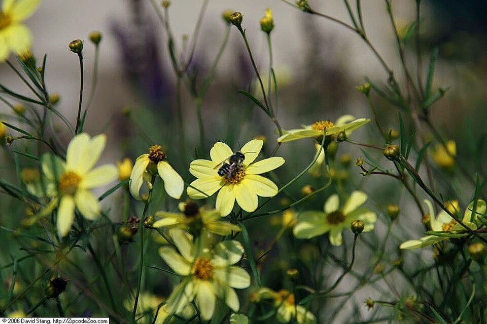 Coreopsis verticillata 'Moonbeam' (Moonbeam coreopsis, tickseed) (alternate view 3)