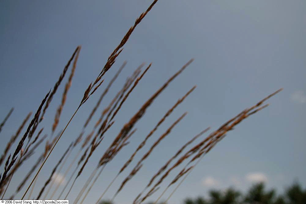 Calamagrostis acutiflora, Feather reed grass — clumping deciduous (Poaceae) (image 8 of 10)