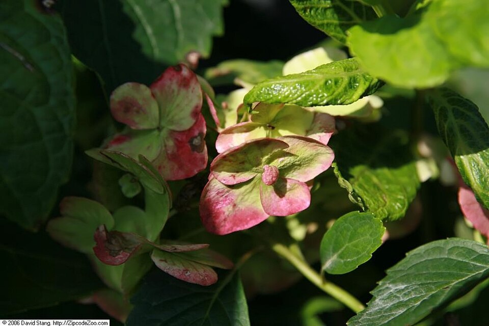 Hydrangea macrophylla 'Blushing Bride' (Blushing Bride Hydrangea)