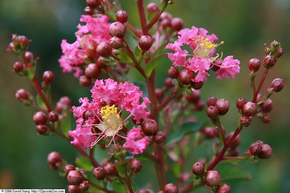 Lagerstroemia indica 'Tuscarora' (Tuscarora Crape Myrtle) (alternate view 2)