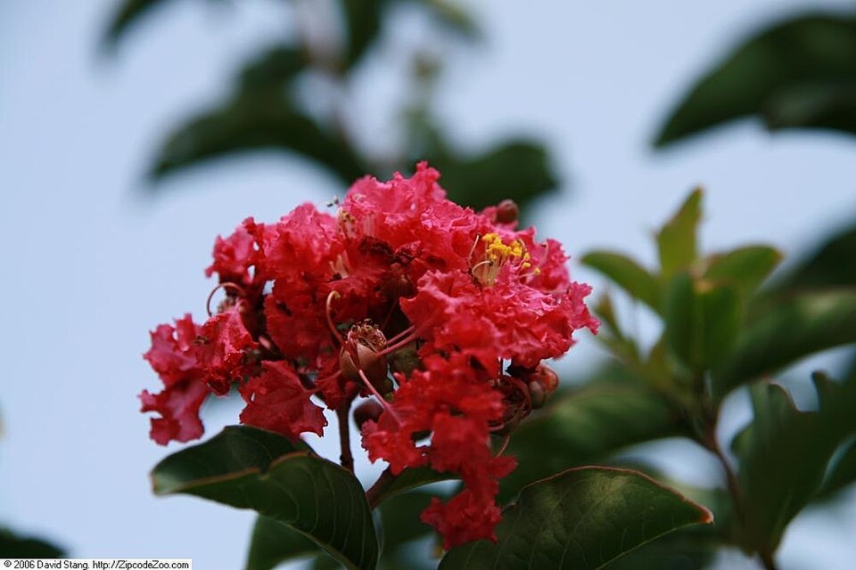 Lagerstroemia indica 'Tuscarora' (Tuscarora Crape Myrtle) (alternate view 3)