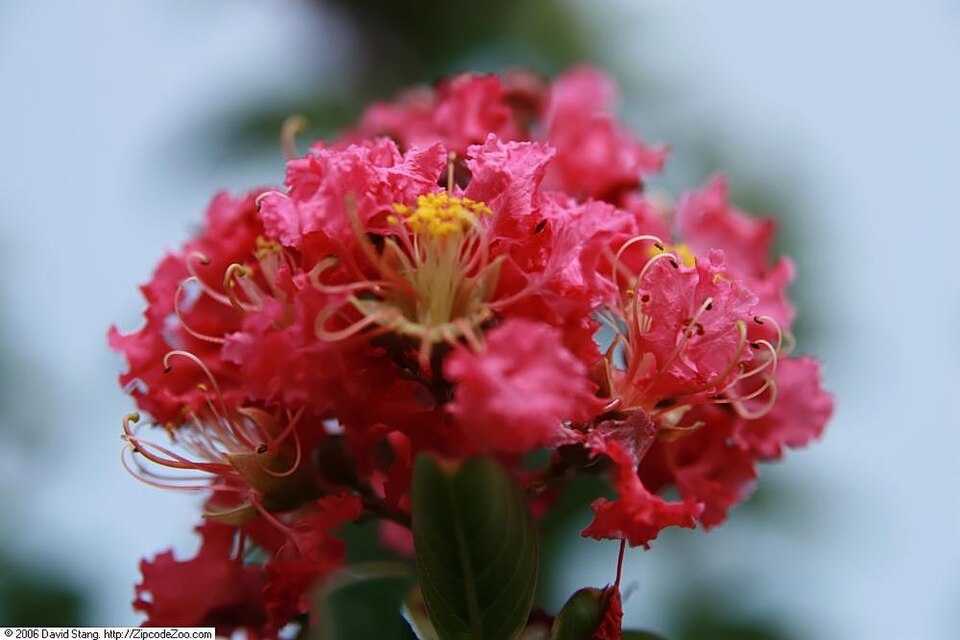 Lagerstroemia indica 'Tuscarora' (Tuscarora Crape Myrtle) (alternate view 4)