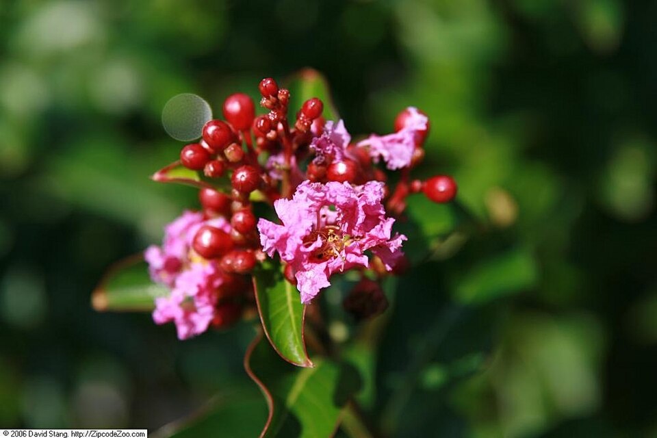 Lagerstroemia indica 'Zuni' (Zuni Crape Myrtle)
