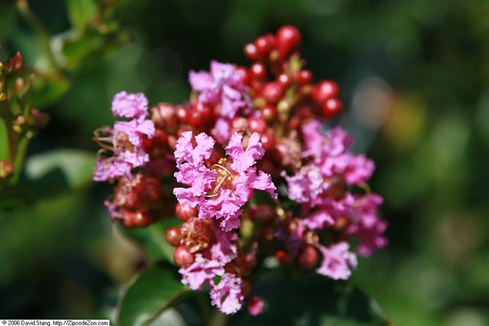 Lagerstroemia indica 'Zuni' (Zuni Crape Myrtle) (alternate view 2)