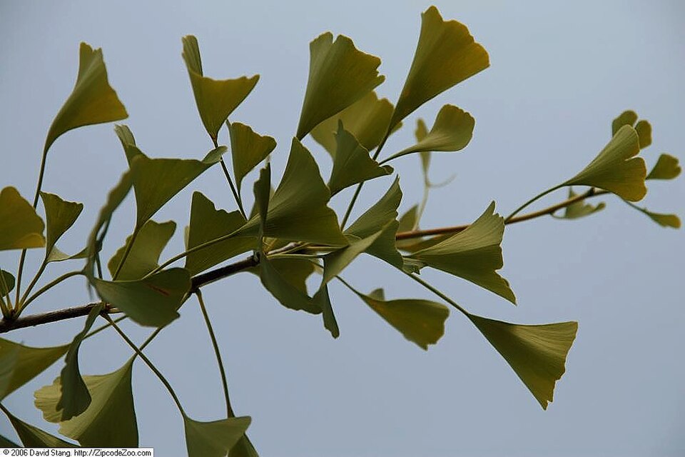 Ginkgo biloba 'Autumn Gold' (Autumn Gold Ginkgo)