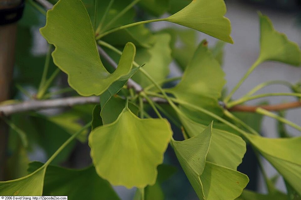Ginkgo biloba 'Autumn Gold' (Autumn Gold Ginkgo) (alternate view 2)