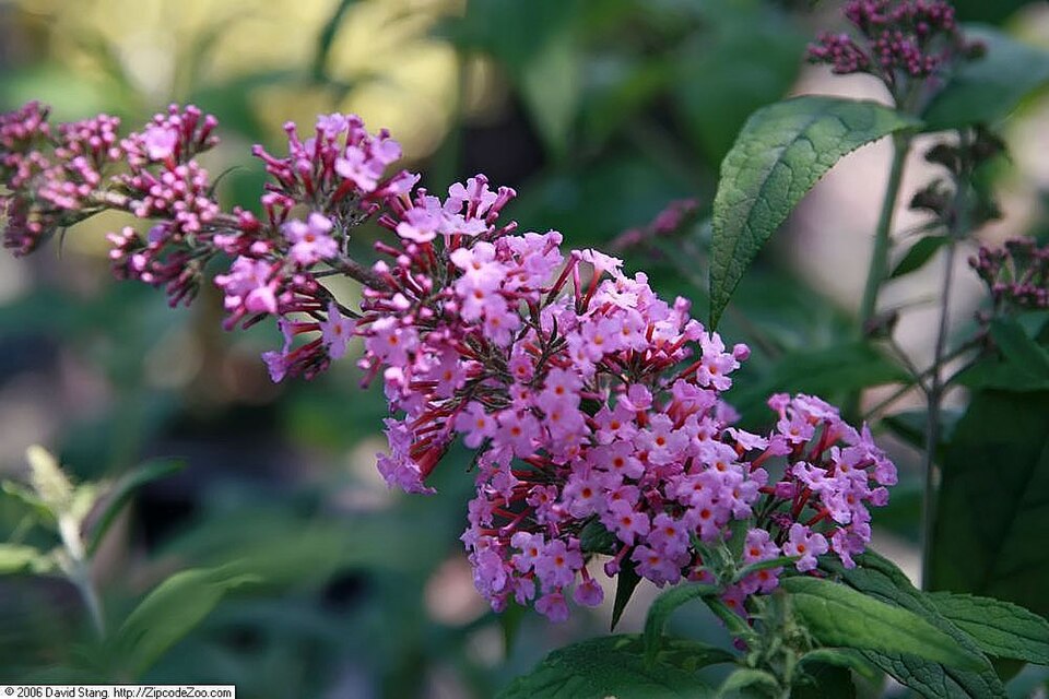 Buddleja davidii 'Pink Delight' (Pink Delight Butterfly Bush) (alternate view 3)