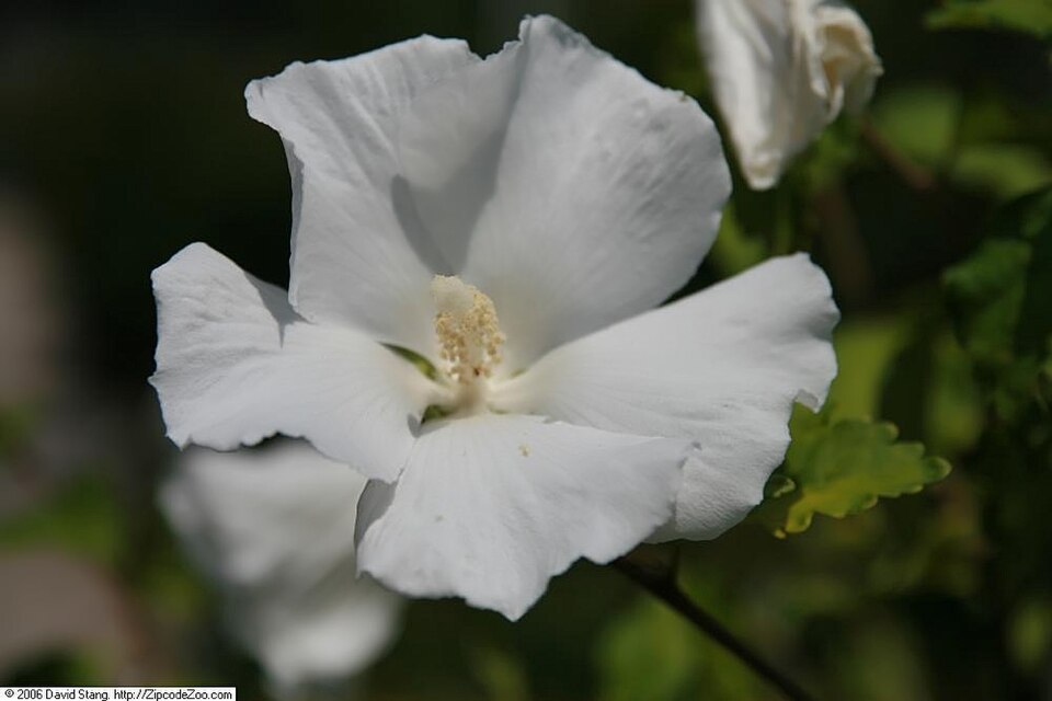 Hibiscus syriacus 'Diana' (Diana Rose of Sharon) (alternate view 4)