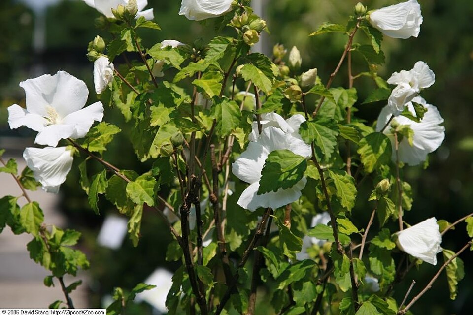 Hibiscus syriacus 'Diana' (Diana Rose of Sharon) (alternate view 5)