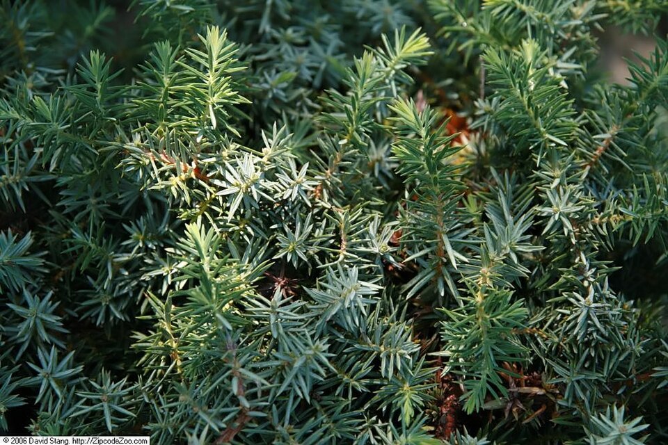 Juniperus conferta 'Silver Mist' (Silver Mist Shore Juniper)