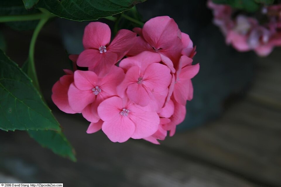 Hydrangea macrophylla 'Pia' (Pia Hydrangea) (alternate view 2)