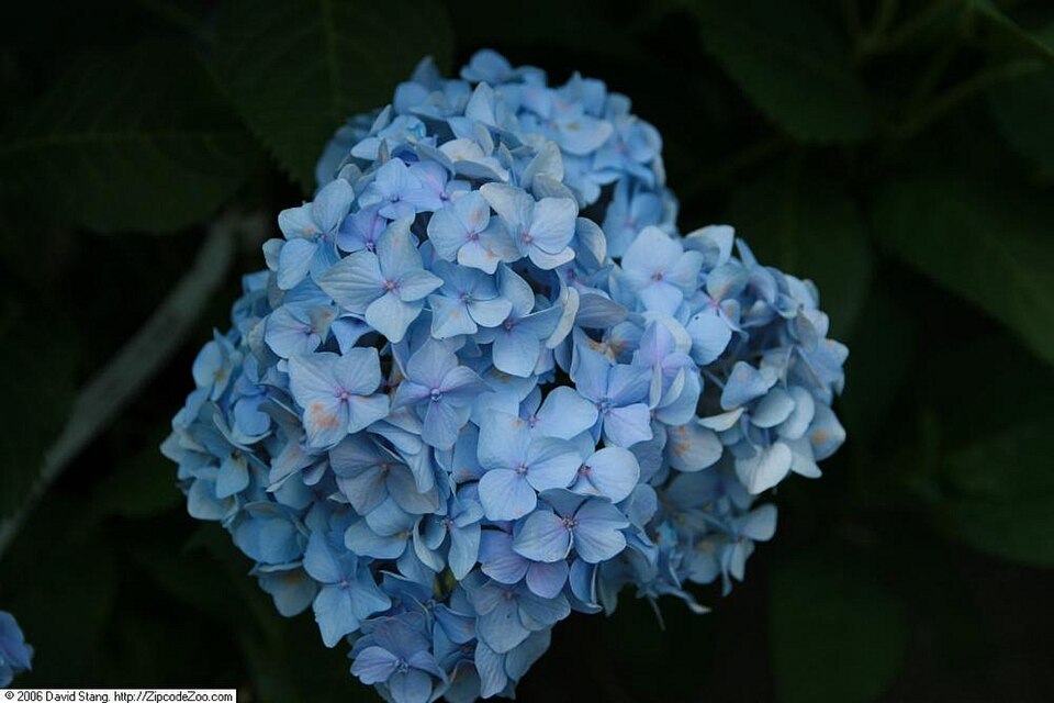 Hydrangea macrophylla 'Nikko Blue' (Nikko Blue Hydrangea) (alternate view 5)