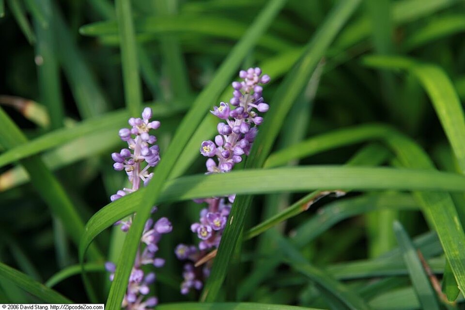 Liriope muscari 'Big Blue' (Big Blue Lilyturf)