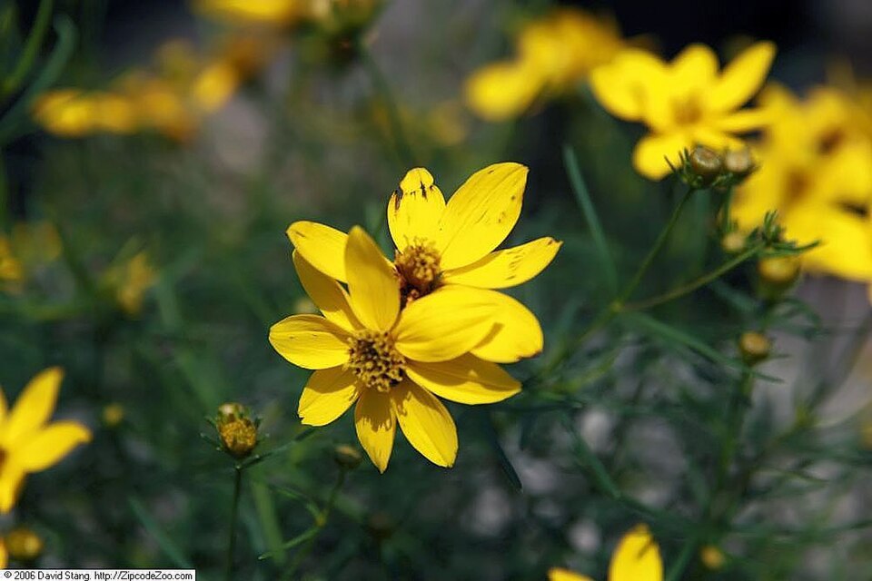 Coreopsis verticillata 'Zagreb' (Zagreb Coreopsis) (alternate view 2)