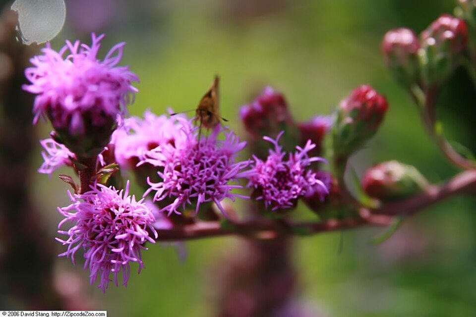 Liatris spicata 'Kobold' (Kobold Liatris)