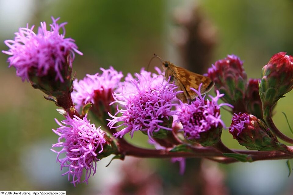 Liatris spicata 'Kobold' (Kobold Liatris) (alternate view 2)