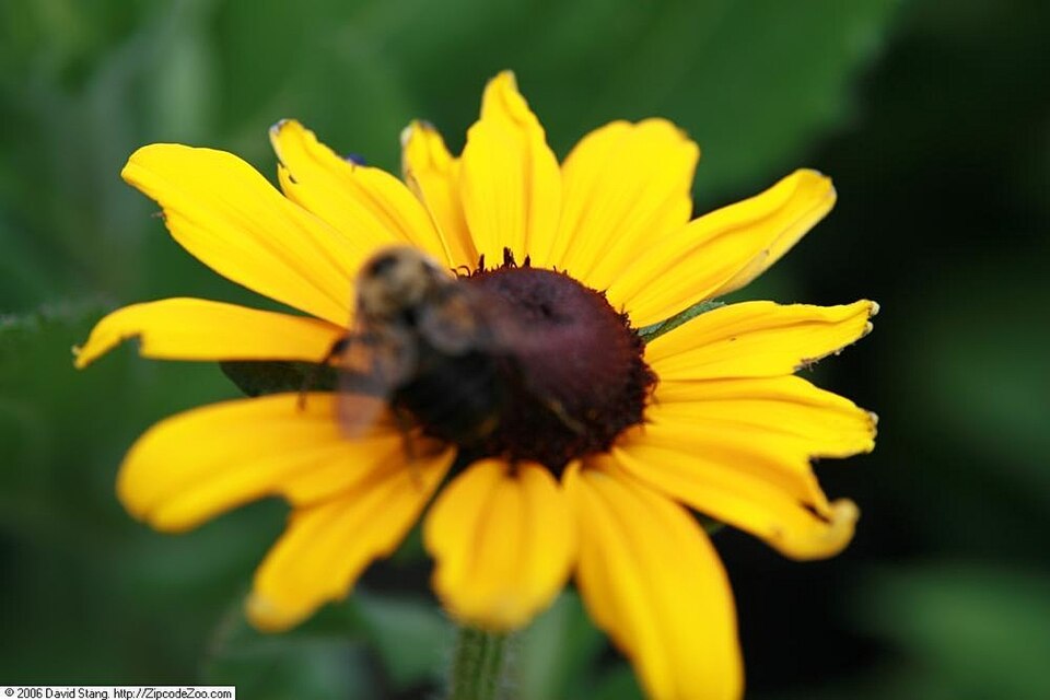 Rudbeckia hirta 'Indian Summer' (Indian Summer Black-Eyed Susan) (alternate view 3)