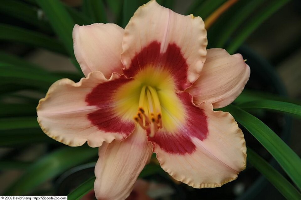 Hemerocallis 'Wineberry Candy' (Wineberry Candy Jumbo Daylily) (alternate view 5)