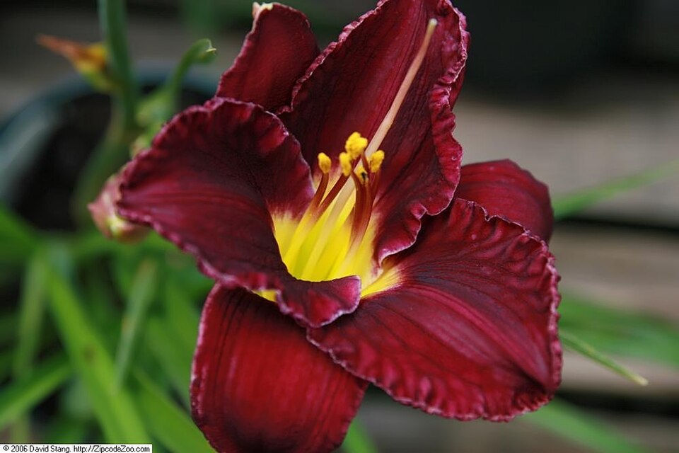 Hemerocallis 'Bela Lugosi' (Bela Lugosi Daylily) (alternate view 2)