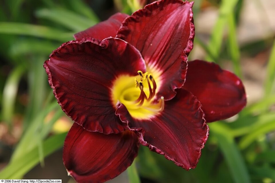 Hemerocallis 'Bela Lugosi' (Bela Lugosi Daylily) (alternate view 3)