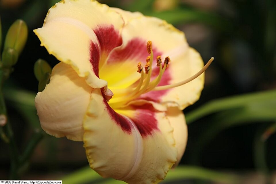 Hemerocallis 'Custard Candy' (Custard Candy Daylily) (alternate view 3)