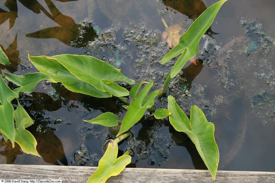 Peltandra virginica (Green Arrow Arum) (alternate view 8)