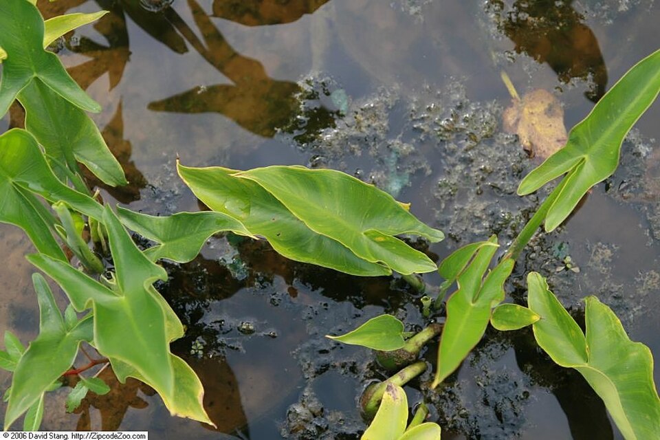 Peltandra virginica (Green Arrow Arum) (alternate view 9)