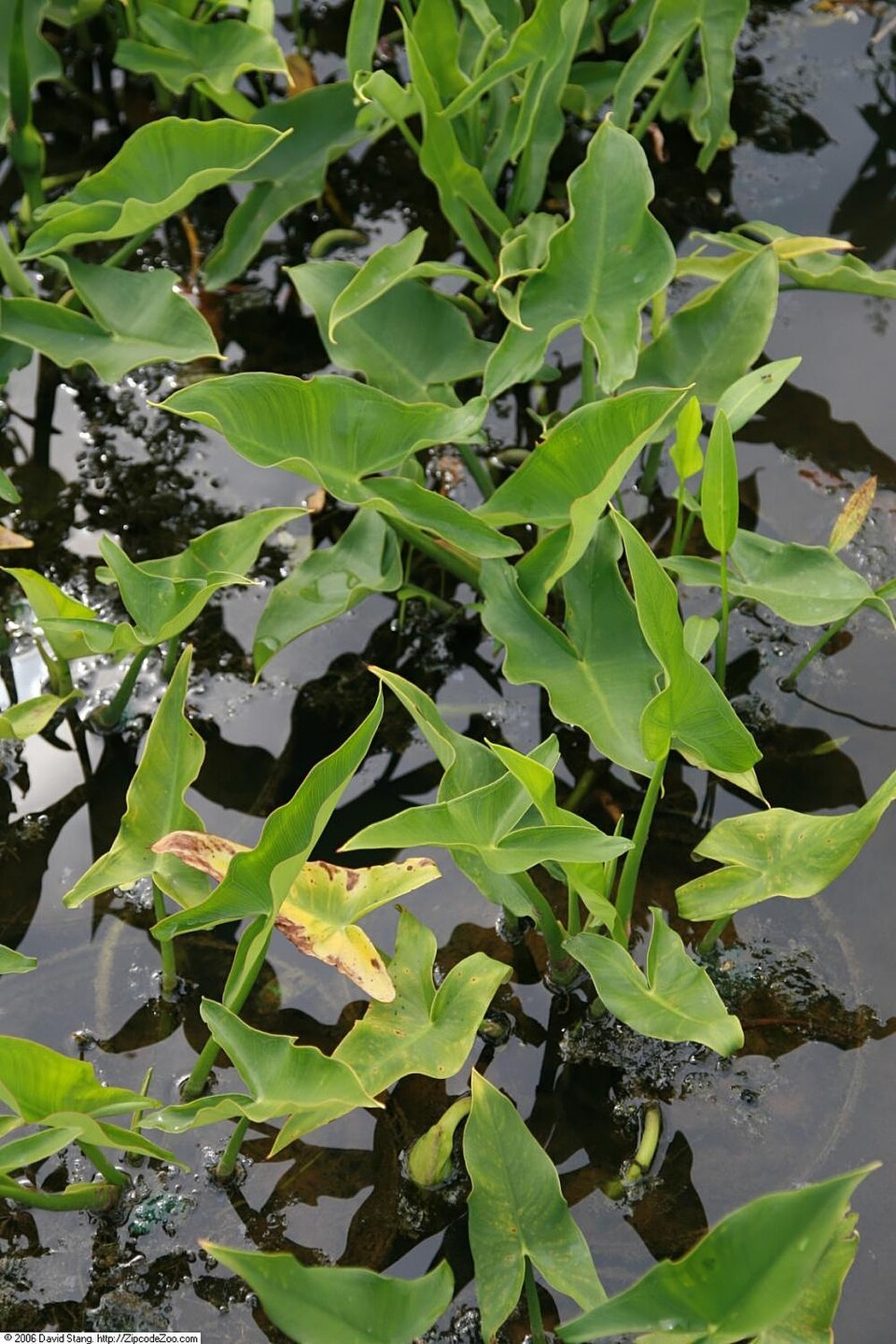 Peltandra virginica (Green Arrow Arum) (alternate view 10)