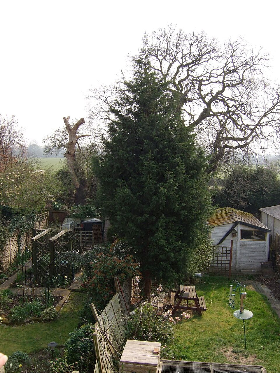 Cupressus × leylandii (Leyland Cypress) (alternate view 5)