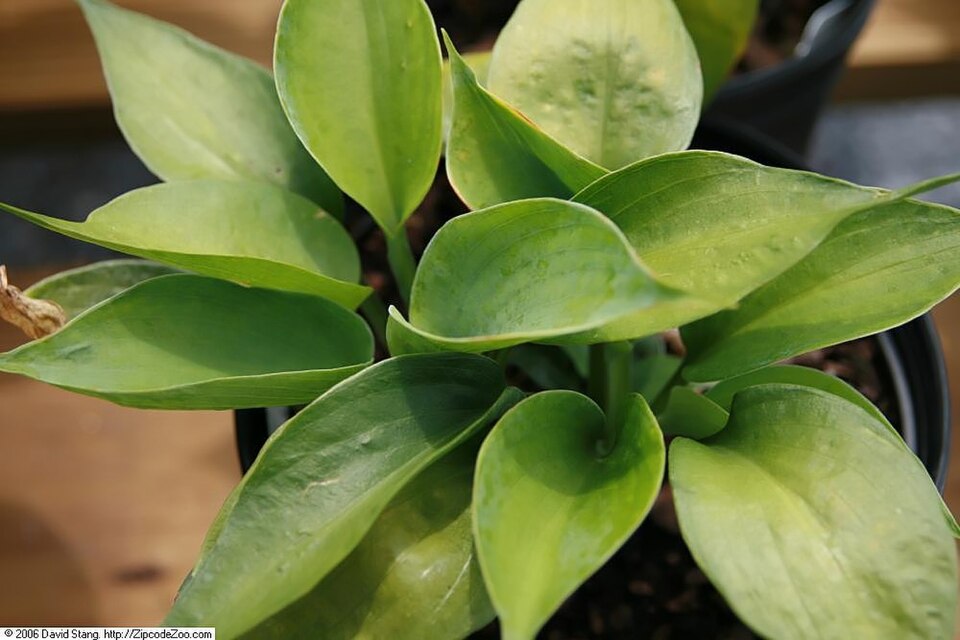 Hosta × 'Abiqua Drinking Gourd' (Abiqua Drinking Gourd Hosta)