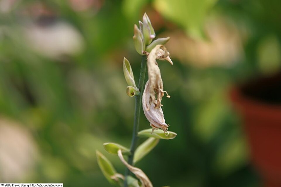 Hosta 'Sum and Substance' (Sum and Substance Hosta) (alternate view 3)