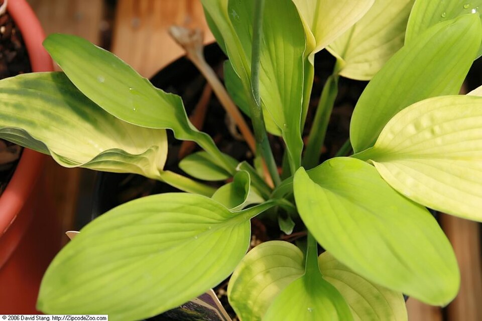 Hosta 'Sum and Substance' (Sum and Substance Hosta) (alternate view 4)