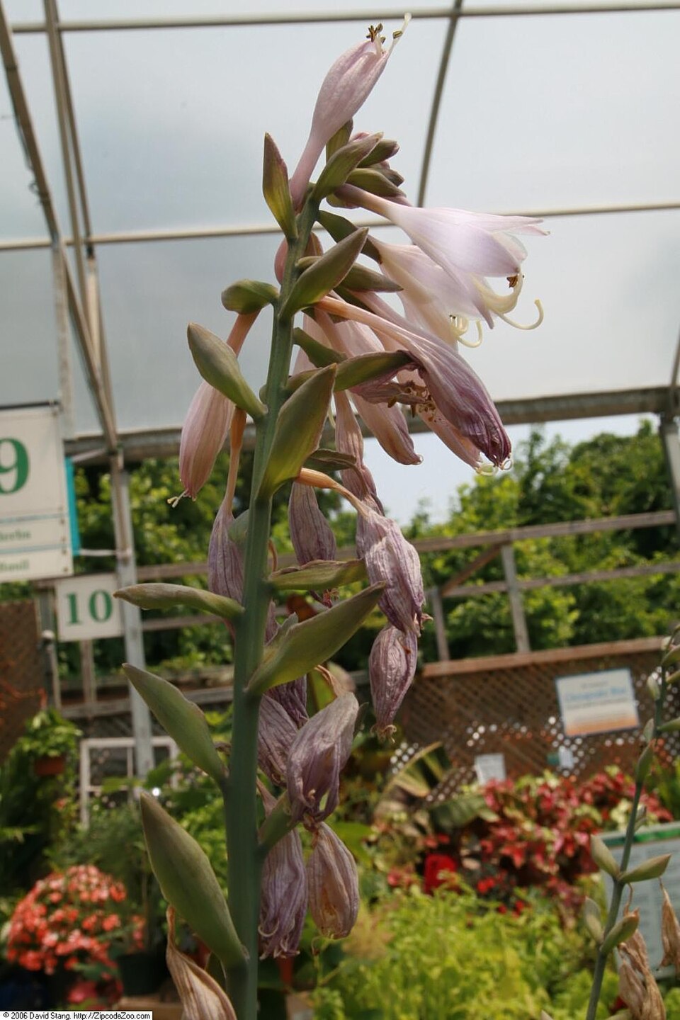 Hosta 'Sum and Substance' (Sum and Substance Hosta) (alternate view 5)