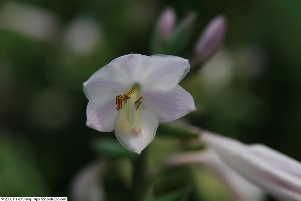 Hosta 'Patriot' (Patriot Hosta) (alternate view 3)