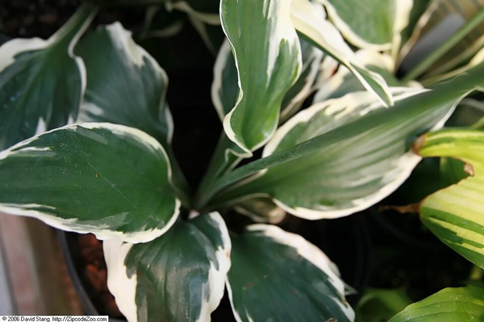 Hosta 'Patriot' (Patriot Hosta) (alternate view 4)