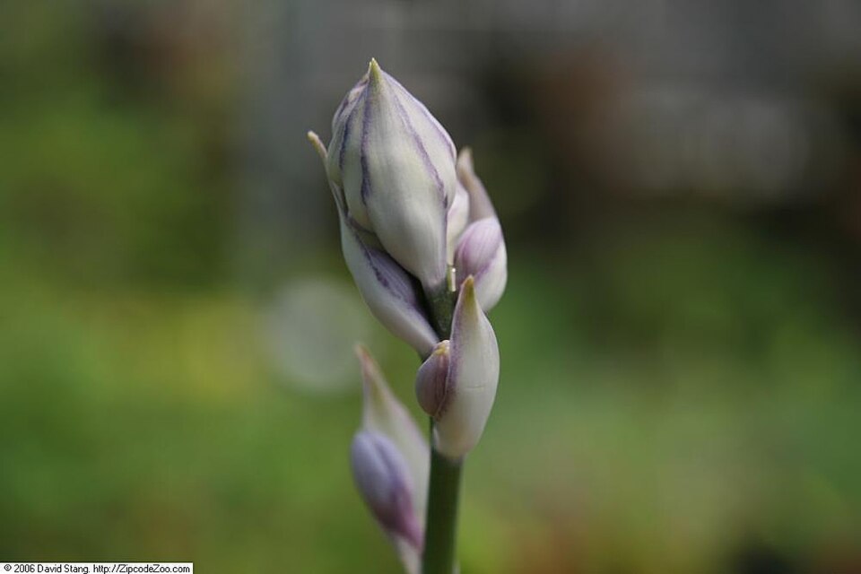 Hosta × 'Liberty' (Liberty Hosta) (alternate view 4)