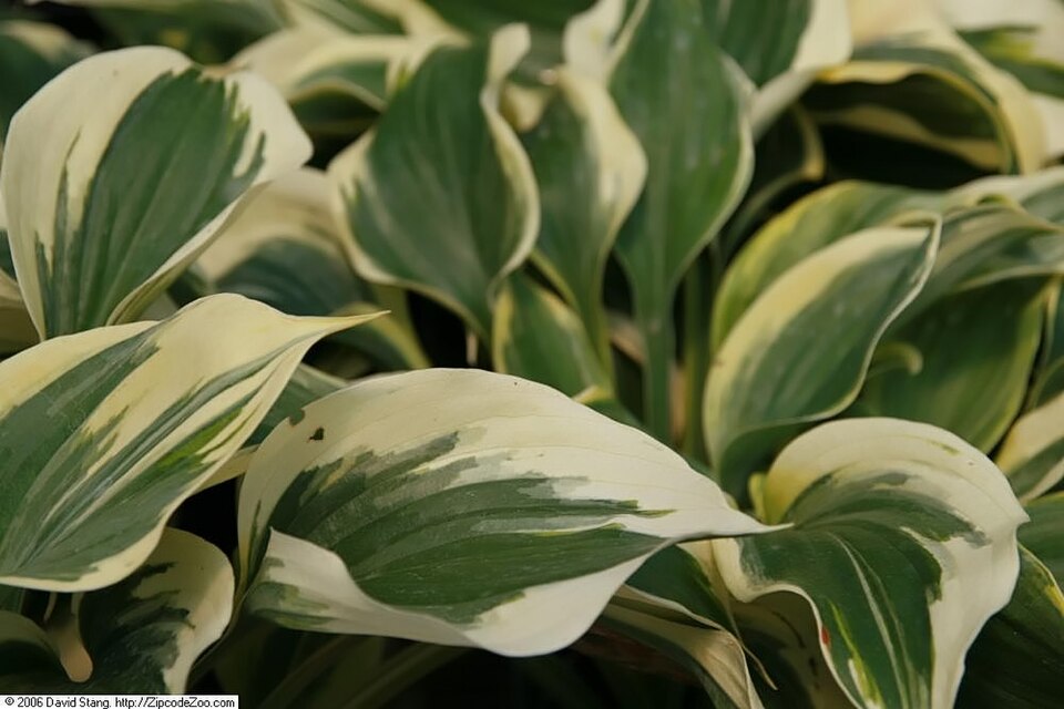 Hosta × 'Liberty' (Liberty Hosta) (alternate view 5)
