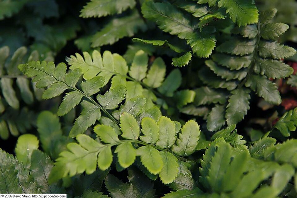 Dryopteris atrata (alternate view 10)