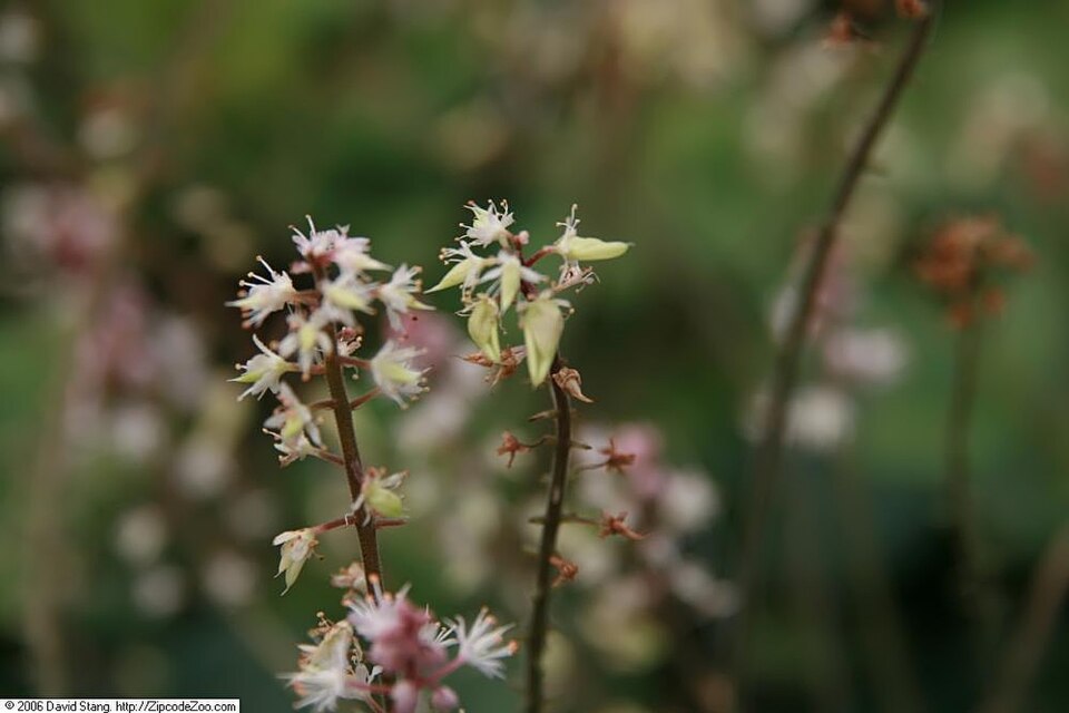 Tiarella cordifolia 'Oakleaf' (Oakleaf Foamflower) (alternate view 3)