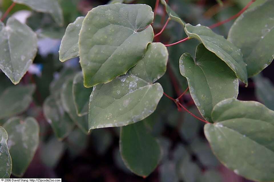 Epimedium grandiflorum 'Lilafee' (alternate view 3)