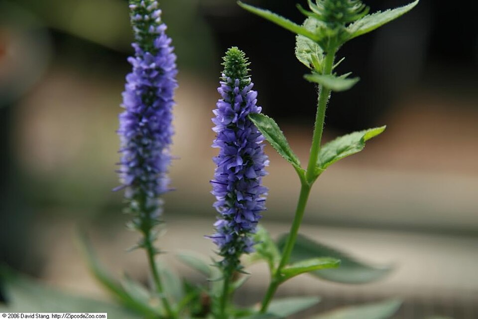 Veronica spicata 'Royal Candles' (Royal Candles Speedwell)