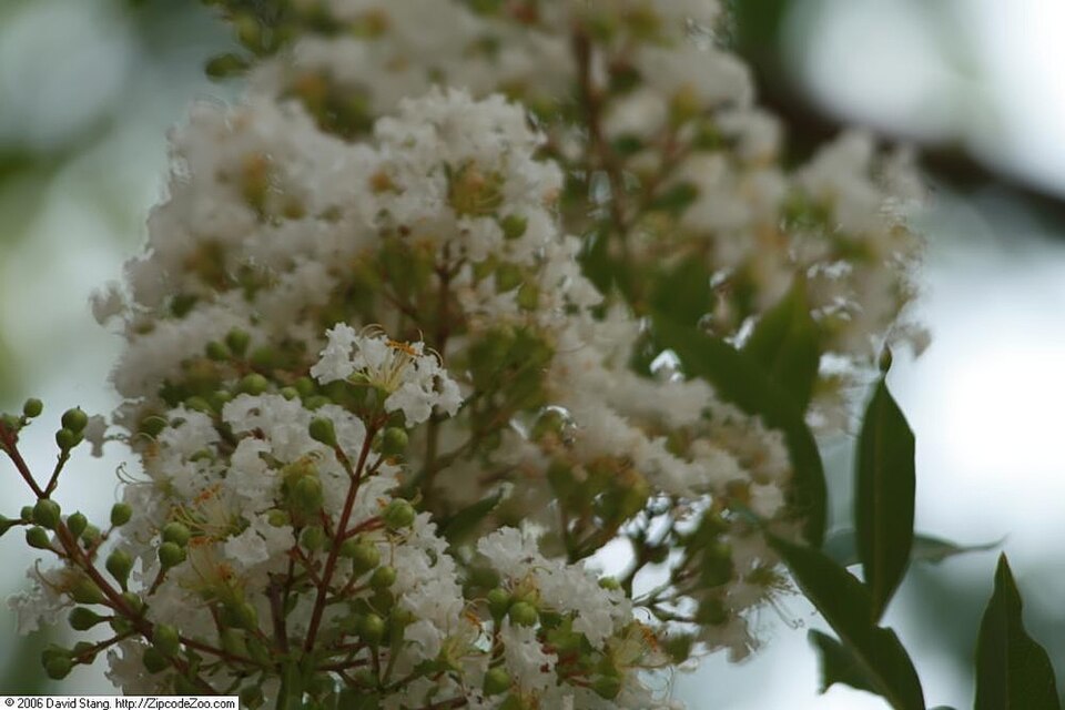 Lagerstroemia indica 'Natchez' (Natchez Crape Myrtle)