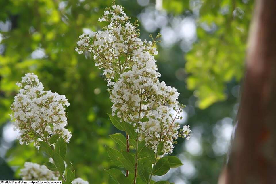 Lagerstroemia indica 'Natchez' (Natchez Crape Myrtle) (alternate view 2)