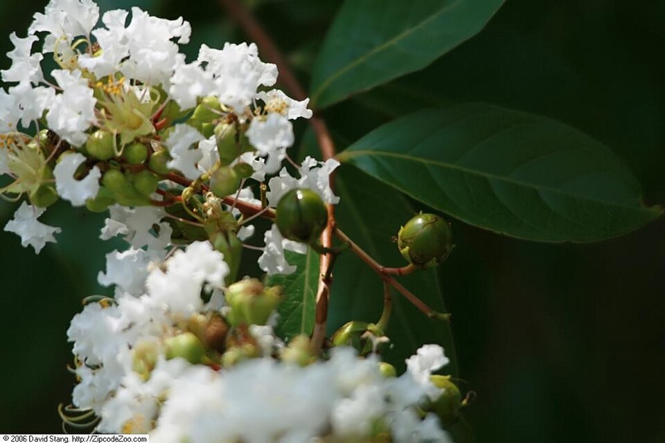 Lagerstroemia indica 'Natchez' (Natchez Crape Myrtle) (alternate view 3)
